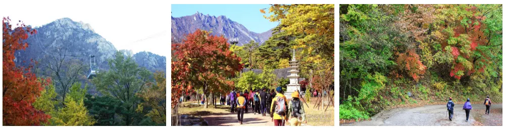 동백 당일 설악산 국립공원