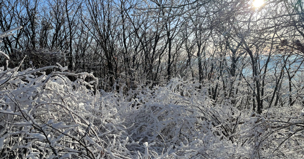 함백산 등산로13