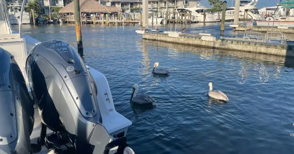 Naples Family Activities Naples City Dock 8