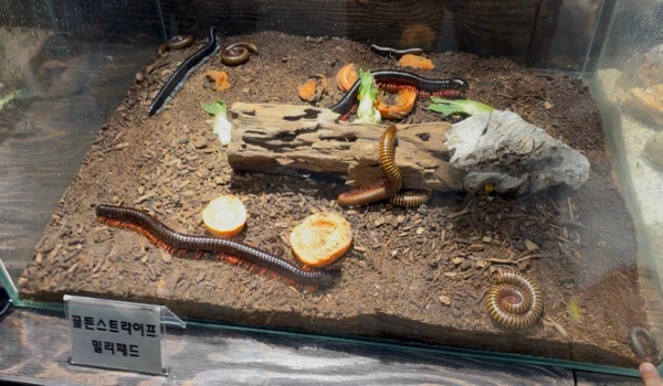 서울근교 아이체험 추천: 구리 521농업생태체험장 후기와 꿀팁 9 골든스트라이프 밀리패드