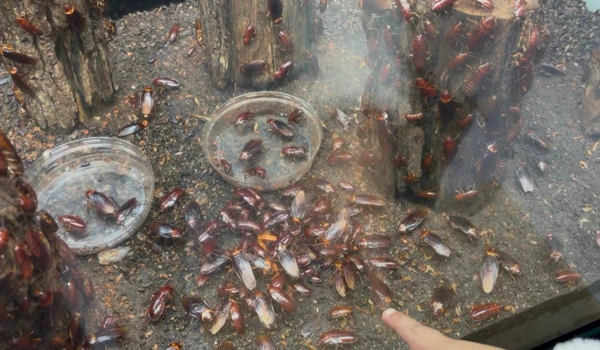 서울근교 아이체험 추천: 구리 521농업생태체험장 후기와 꿀팁 5 바퀴벌레 먹이주기 체험