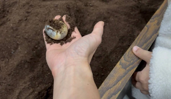 서울근교 아이체험 추천: 구리 521농업생태체험장 후기와 꿀팁 4 장수풍뎅이 애벌레 만지기 체험