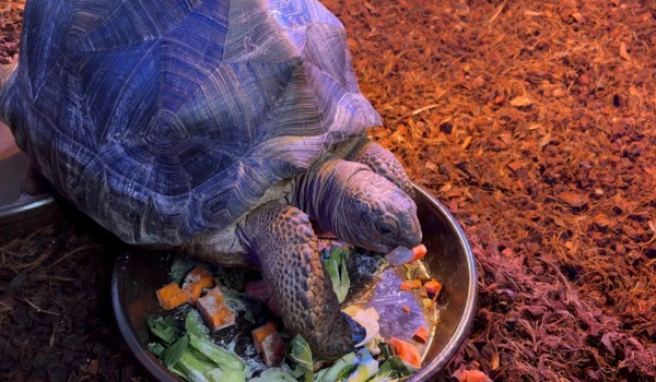 서울근교 아이체험 추천: 구리 521농업생태체험장 후기와 꿀팁 6 거북이 만지기 체험