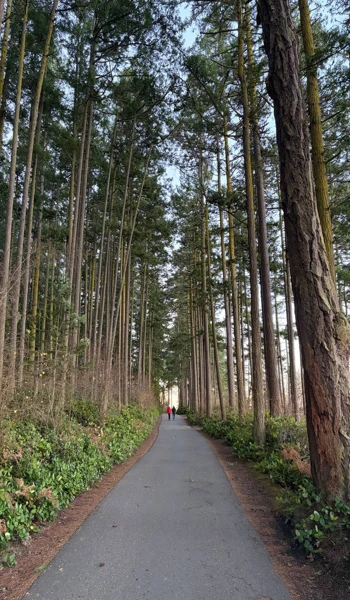 워싱턴 파크 울창한 나무 사이 러닝 코스