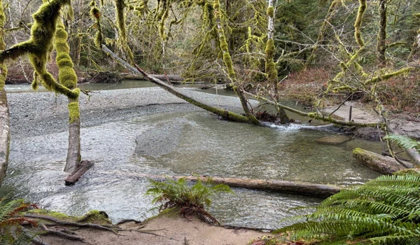 벤쿠버 아일랜드 자동차 여행 Cathedral Grove Long Beach 2025년 11월 9 Cathedral Grove 안쪽 계곡과 물줄기