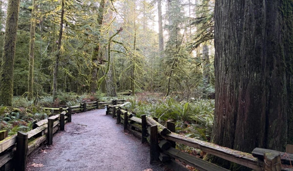 벤쿠버 아일랜드 자동차 여행 Cathedral Grove Long Beach 2025년 11월 8 Cathedral Grove의 이끼 낀 나무들