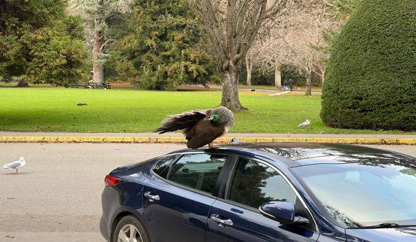비콘힐 파크의 공작새