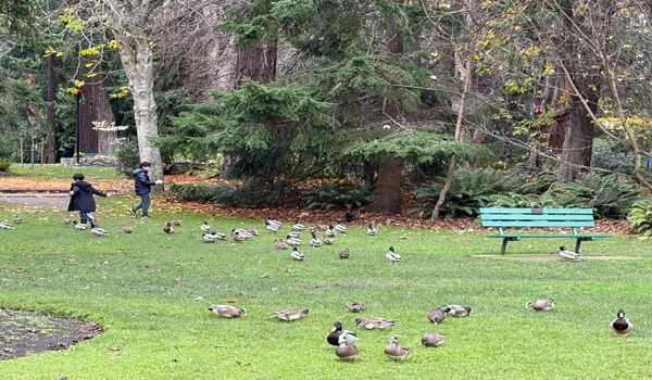 비콘힐 파크의 오리들