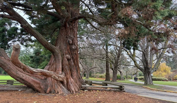빅토리아 여행 비콘힐 파크